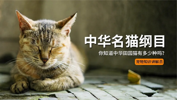 中华名猫纲目：你知道中华田园猫有多少种吗？