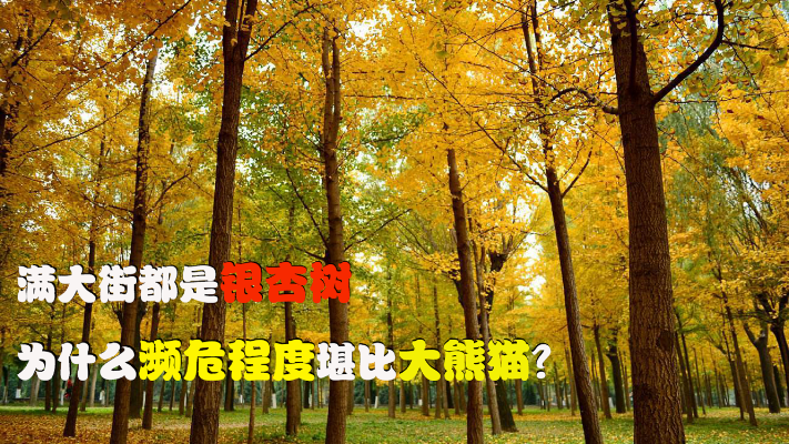 明明满大街都是银杏树，为什么却比大熊猫还要濒危？