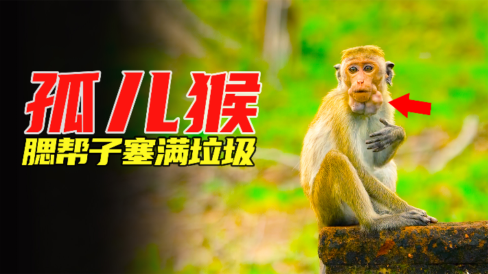 孤儿猴被族群嫌弃，只能捡垃圾吃，最后竟然成为“猴大胆”纪录片