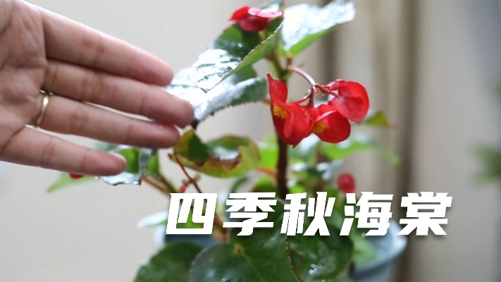 园艺师教你，四季秋海棠的养护小技巧，让它开花开不停