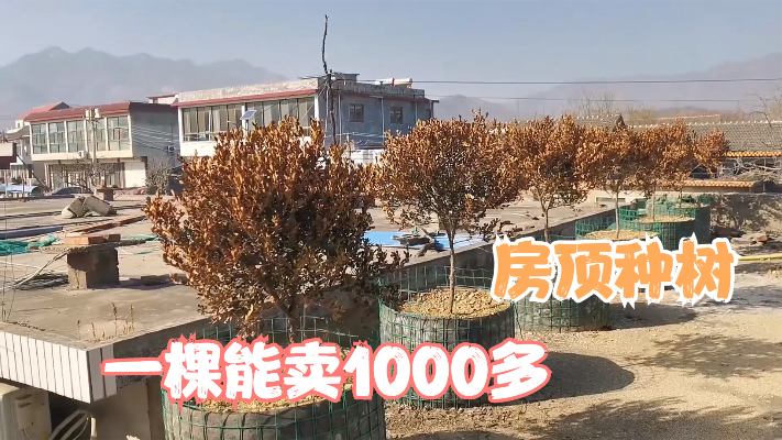 农村老头赚钱路子广，黄杨树1000一棵，家里没地直接种到了房顶上