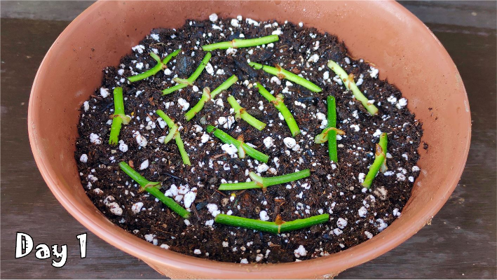 分享繁殖绿萝最简单有效的方法，网上新奇的种植方法真的有效吗？