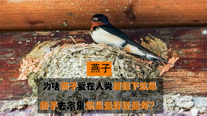 为什么燕子专爱在人类屋檐下筑巢，燕子去家里筑巢是好还是坏？