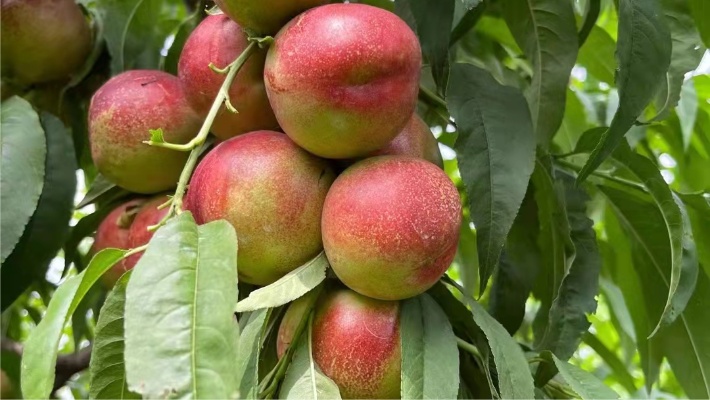 10元一斤的“桃树”品种 珍珠2号枣油桃树苗 糖度高 好管理