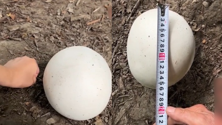 稀奇！兔子养殖场长出巨大“白球”，10天后大如保龄球，专家揭秘