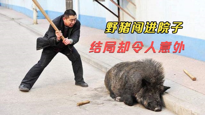 一头300斤野猪擅自闯进院子，本以为危险了，不料结局却令人意外