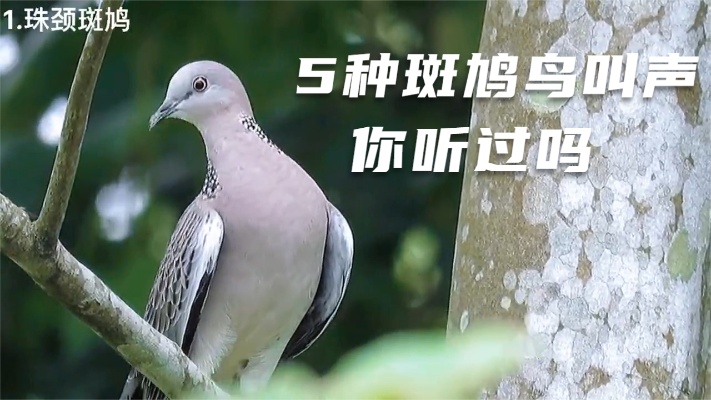 5种常见的斑鸠鸟叫声，你听过吗
