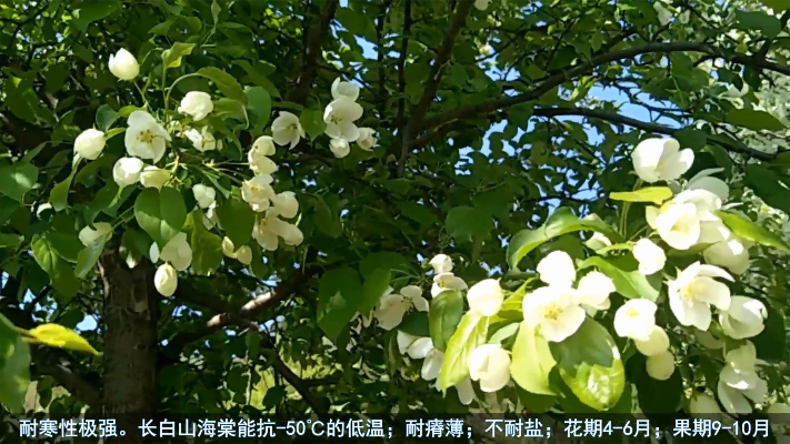 长白山海棠 山丁子 糖李子 观赏树种 蜜源植物 耐寒苹果嫁接砧木