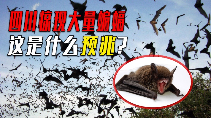 四川德阳出现大量蝙蝠，这是什么预兆？