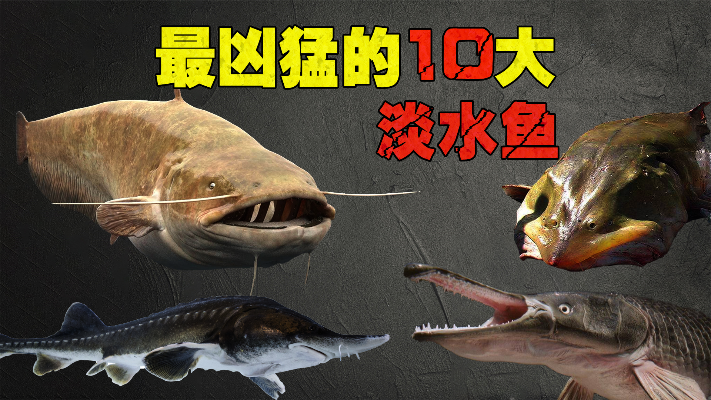国内最凶猛的10大淡水鱼类：鳄雀鳝堪称水中杀手，你见过几种？