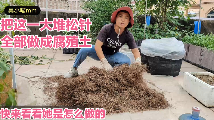 楼顶种菜：把一大堆松针全做成腐殖土，快来看看喵妈是怎么做的