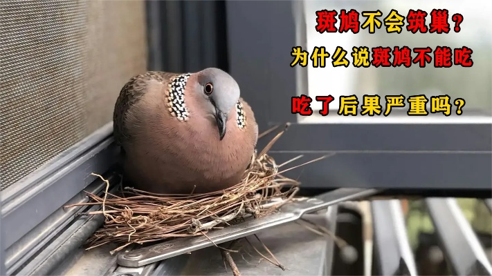 斑鸠不会筑巢？为什么说斑鸠不能吃，吃了后果严重吗？