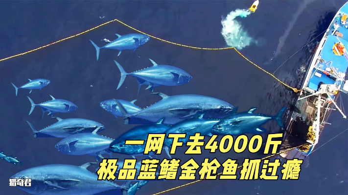 5000吨现代深海捕鱼船，一网下去捕鱼4000斤，捞25吨就能赚2500万