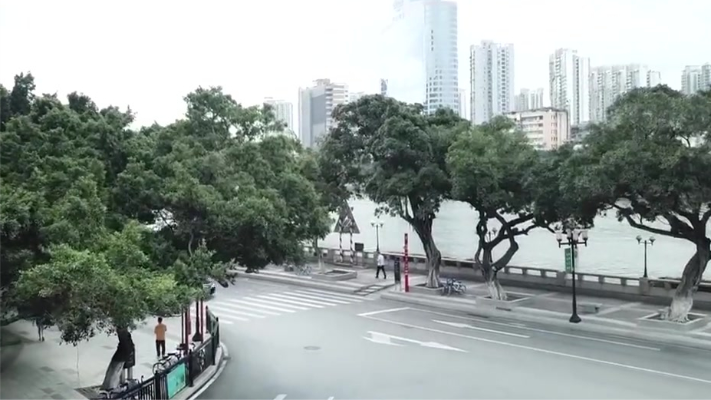 广州榕树的砍伐问题，市民：榕树是广州的象征，望参与绿化规划