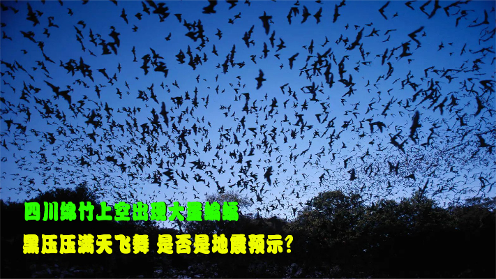 四川绵竹上空出现大量蝙蝠，黑压压满天飞舞，是否是地震预示？