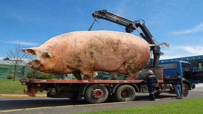 最重的猪你见过吗？这猪重达1800斤，百人吃都要吃上三天三夜