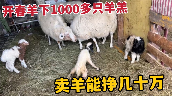 开春牧区羊下1000多只羔，一年卖羊能挣几十万，草原羊下羔有技巧