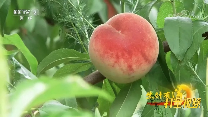 桃园中桃树品种多达十几种，从六月到十月都有鲜桃上市丨生财有道