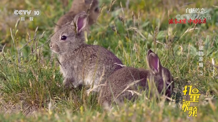兔子一年能生60只小兔！它们生活在地下，洞穴结构复杂|自然传奇