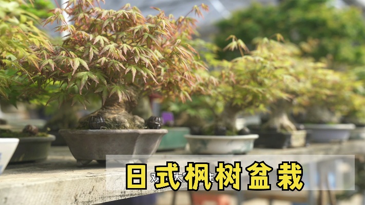 不同风格的枫树盆景样式与造型特点与日式枫树盆景欣赏