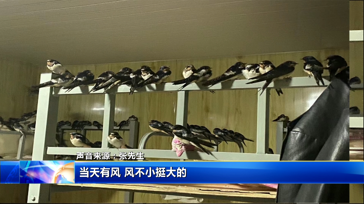 辽宁：罕见 200多只燕子扎堆儿进屋不愿离去