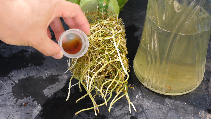 水培富贵竹，每次换水加一勺爆根水，叶片绿油油
