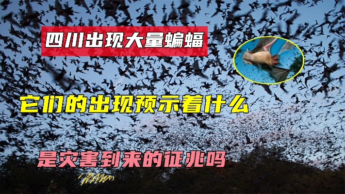 四川出现大量蝙蝠，它们的出现预示着什么，是灾害到来的前兆么？