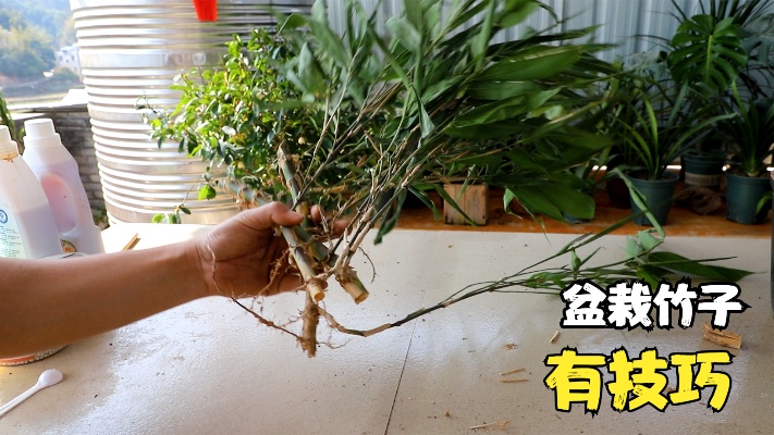 你有盆栽“竹子”的冲动吗？教你几招，轻松生根成活