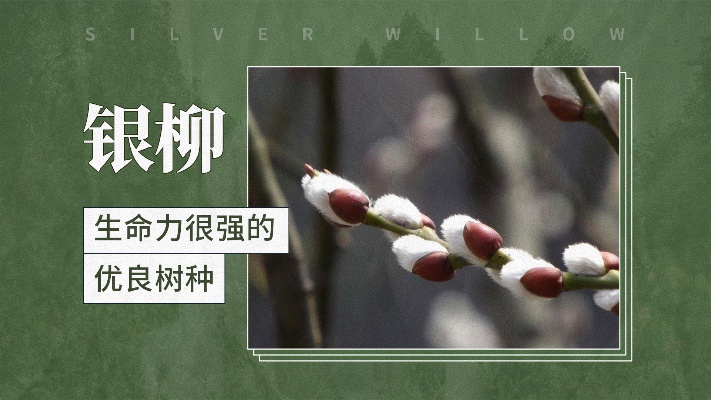 银柳—生命力很强的优良树种