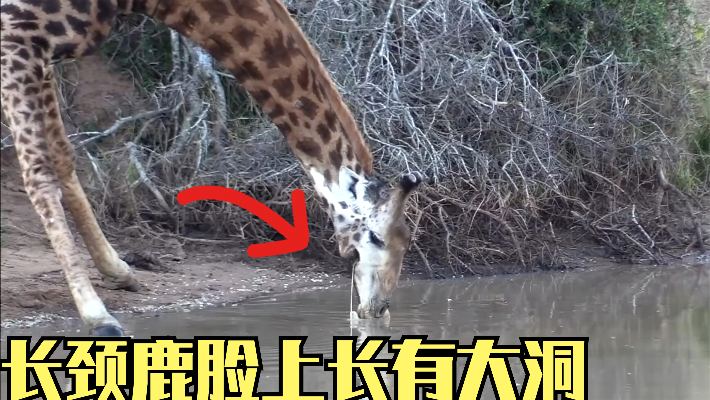 长颈鹿脸上长有大洞，永远不能正常饮水，它究竟经历了什么？