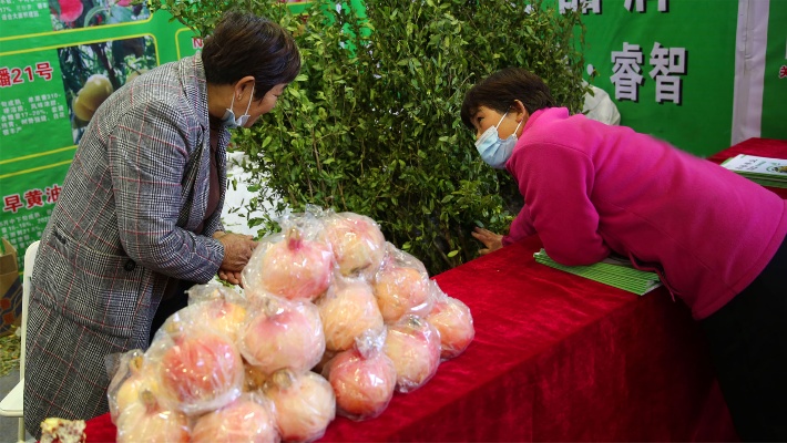 他们年年来杨凌农高会卖果树苗，一个石榴一斤半，梨能长到三斤重