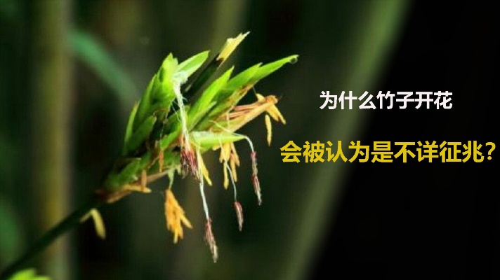 为什么竹子开花，被认为是不详征兆？今天带你了解竹子开花之谜