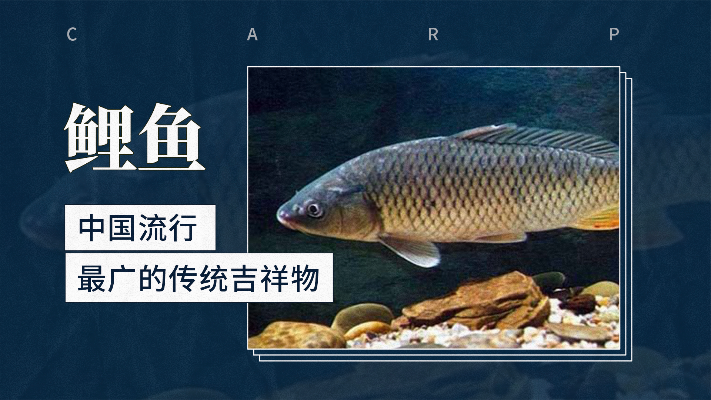 中国流行最广的传统吉祥物—鲤鱼