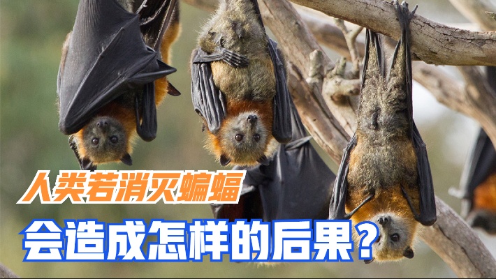其实科学家早就给出答案：人类消灭蝙蝠，会造成毁灭性的后果？