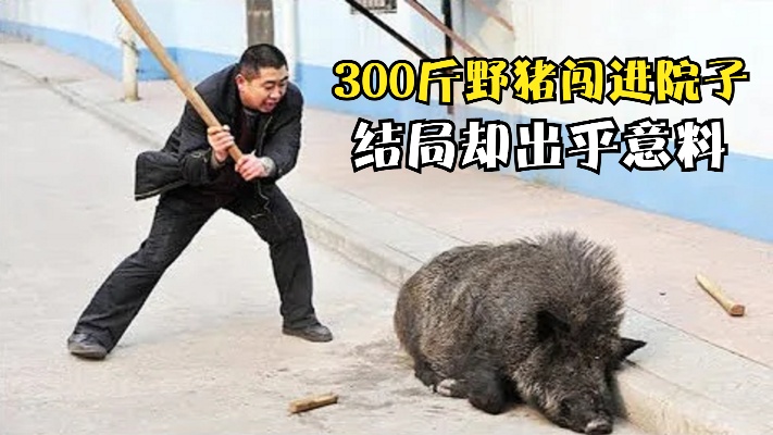 一头300斤野猪突然闯进院子，本以为危险了，然而结局却出乎意料