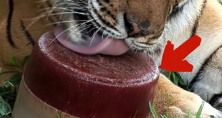 老虎的舌头有多厉害，人被舔一口有多可怕？看到这冰块就知道了