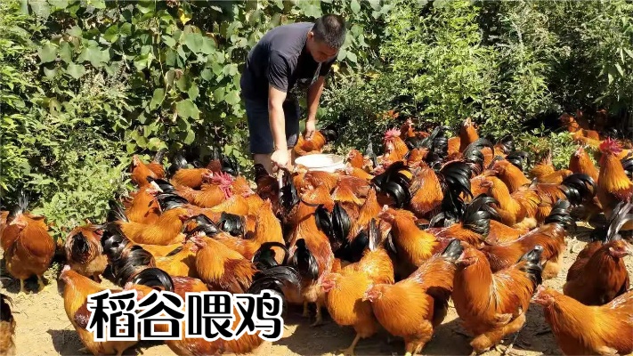 老杨下村收稻谷喂鸡，10000斤稻谷1.3元一斤，你哪里多少钱一斤？