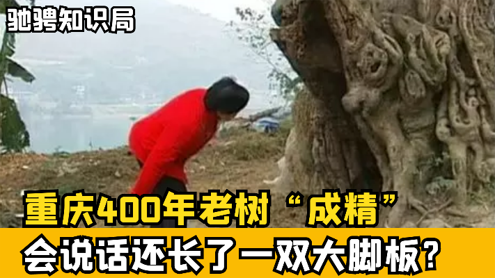 重庆400年老树“成精”了，不仅开口说话，还长出了一双大脚板