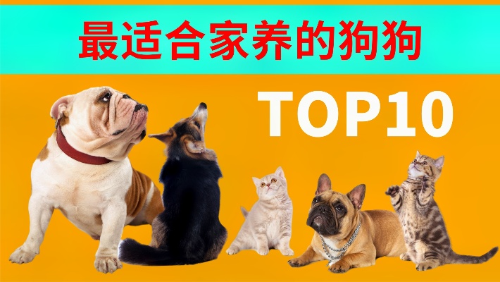 10种最适合家养的狗，你喜欢哪种呢？