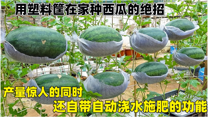 塑料筐种西瓜的绝招，产量惊人自带自动浇水施肥功能，操作超简单