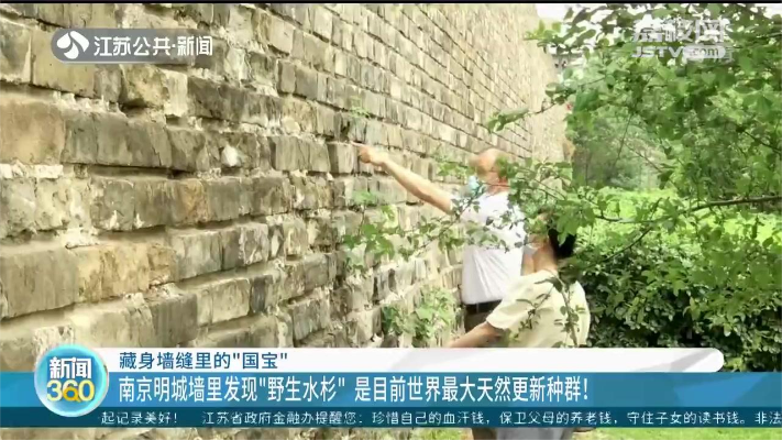 墙缝里藏着“国宝”！南京明城墙里发现野生水杉，系全球最大！