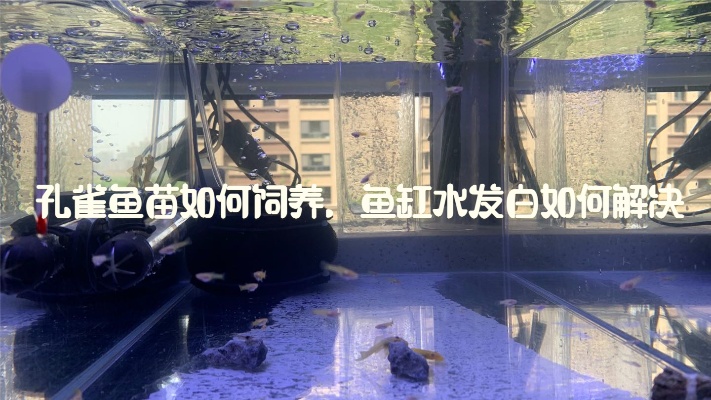 孔雀鱼苗如何饲养，鱼缸水发白该如何解决