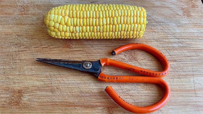 才知道只需一把剪刀，玉米粒快速脱落，一分钟剥好几百个，真神奇