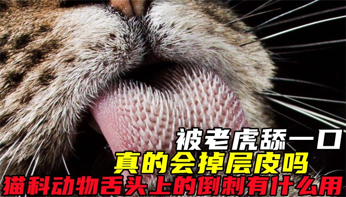被老虎舔一口，真的会掉层皮吗？猫科动物舌头上的倒刺有什么用？