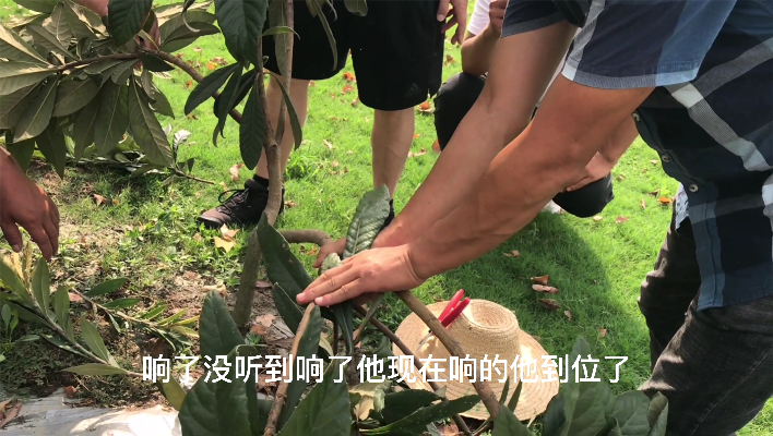 枇杷树的修剪拉枝和管理方法