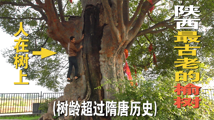 陕西最古老的榆树，古豹榆木树，树龄1700年，比隋唐历史还要久远