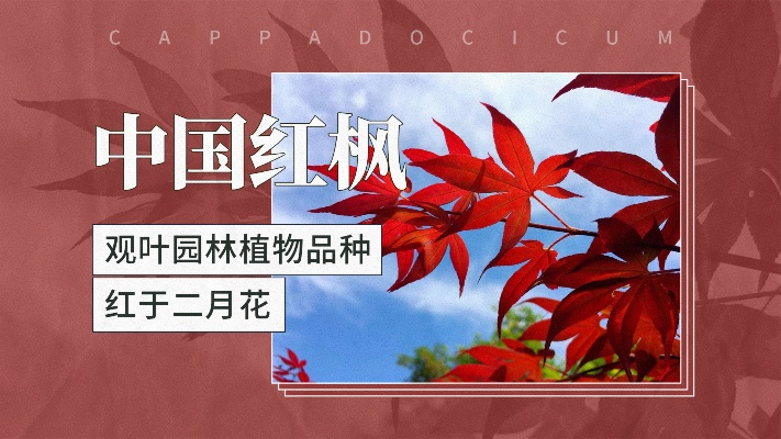 中国红枫—优秀的观叶园林植物品种