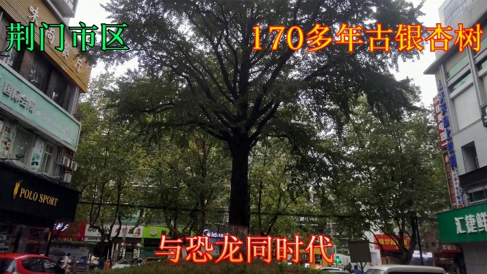 荆门市区距今170多年古银杏树，最珍贵的树种之一，与恐龙同时代