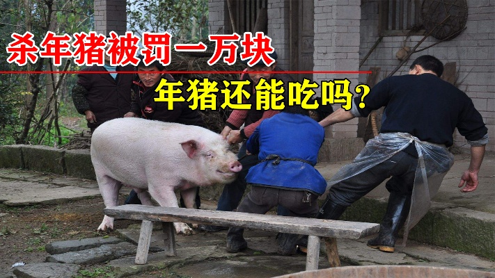 农村“杀年猪”也会被罚款？罚金最高一万元，年猪还能吃吗？