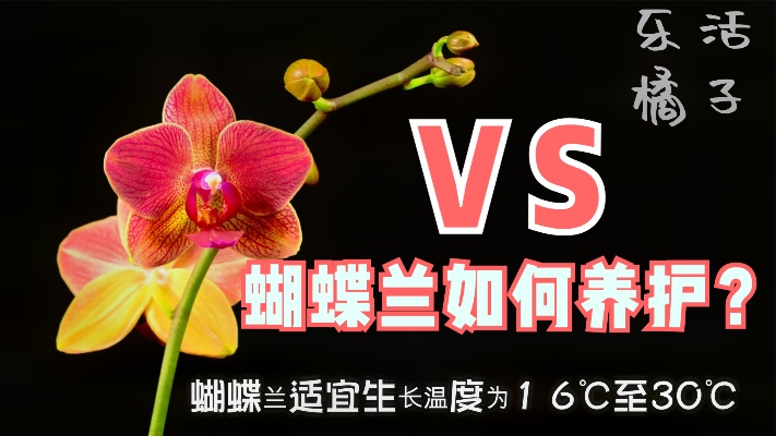 兰花中的精品盆栽花卉“蝴蝶兰”，如何科学管理养花才会开花不断